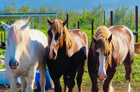 journée de loisirs saint-andré domaine palssade