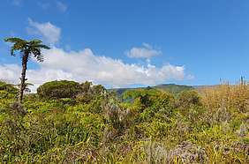 découverte de la pandanaie la pandanaie à pied